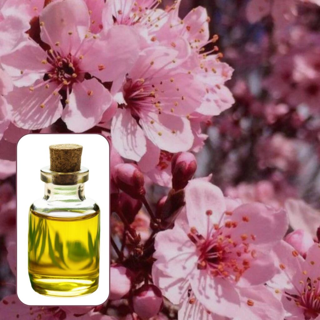japanese cherry (fruity) fragrance