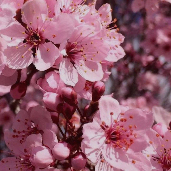 dark chocolate (aroma) fragrance (copy)